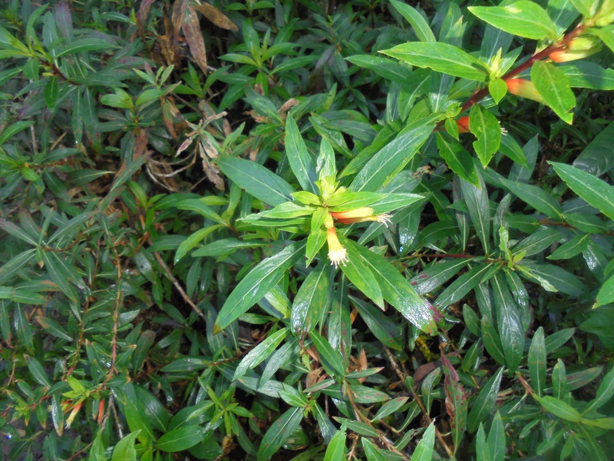 Cuphea micropetala Kunth